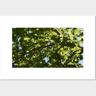 Afternoon Maple Tree Leaves Posters and Art